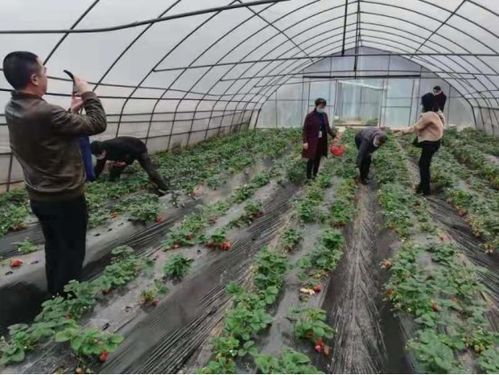 江阳区农业农村局开展全区食用农产品专项监督检查工作
